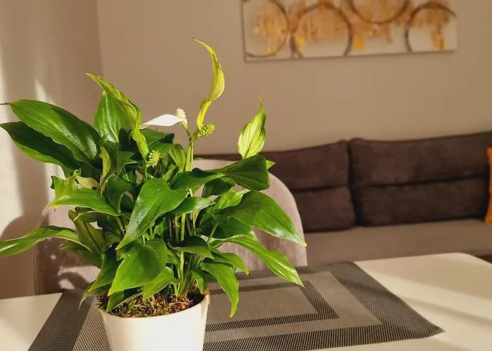 Comfy Apartment- Sunny Balcony